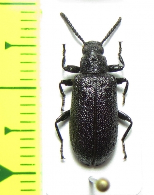 Phymatesthes clavicornis  Argentina - INSECTS-STORE.RU