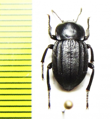 Plathestes sp.  Argentina - INSECTS-STORE.RU