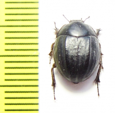 Praocis sellata  Argentina - INSECTS-STORE.RU