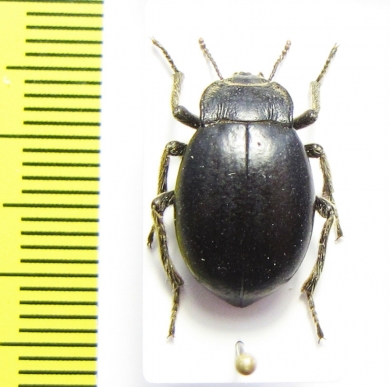 Psectrascelis sp.  Argentina - INSECTS-STORE.RU