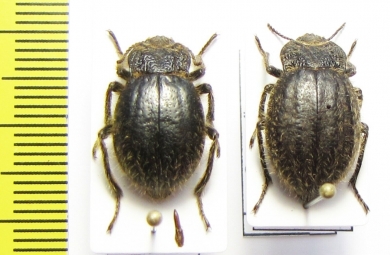 Psectrascelis sp., pair  Argentina - INSECTS-STORE.RU