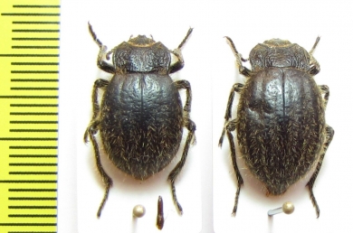 Psectrascelis sp., pair  Argentina - INSECTS-STORE.RU