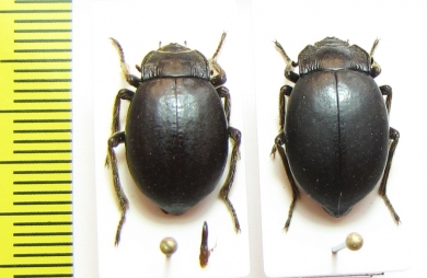 Psectrascelis sp., pair  Argentina - INSECTS-STORE.RU