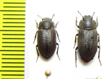 Salax lacordairei  Argentina - INSECTS-STORE.RU