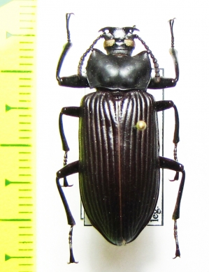 Tauroceras ? angulata  Argentina - INSECTS-STORE.RU