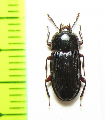 Ulosonia sp.  Argentina - INSECTS-STORE.RU