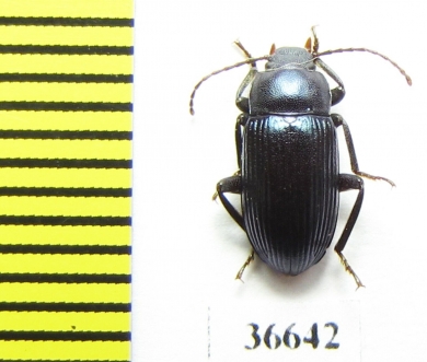 Tenebrionidae sp.  Cuba - INSECTS-STORE.RU