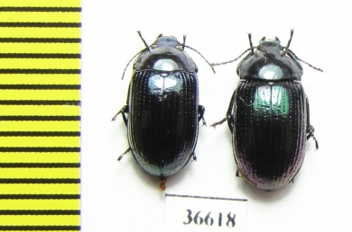 Tenebrionidae sp.  Cuba - INSECTS-STORE.RU