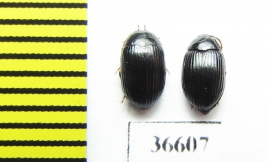 Tenebrionidae sp., pair  Cuba - INSECTS-STORE.RU