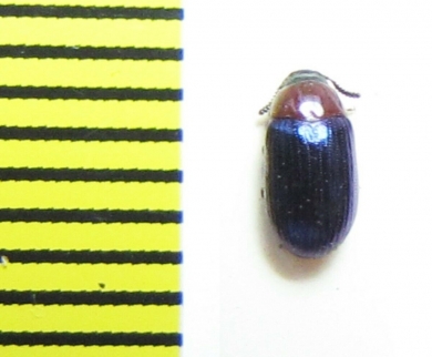 Tenebrionidae sp.  Cuba - INSECTS-STORE.RU