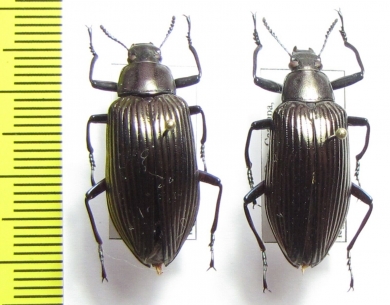 Tenebrionidae sp., pair  Paraguay - INSECTS-STORE.RU