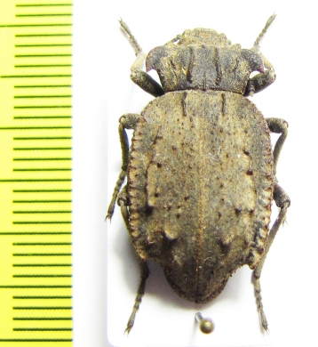 Entomoderes borealis  Paraguay - INSECTS-STORE.RU