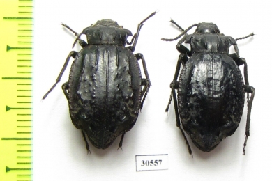 Entomoderes sp.  Paraguay - INSECTS-STORE.RU