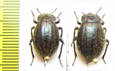 Psectrascelis sp.  Paraguay - INSECTS-STORE.RU