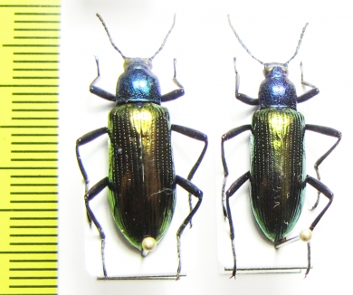 Strongylium bicolor  Paraguay - INSECTS-STORE.RU