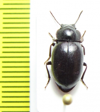 Aspidolobus piliger  Chile - INSECTS-STORE.RU