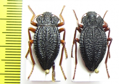 Callyntra cantillana, pair  Chile - INSECTS-STORE.RU