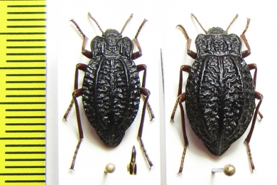 Callyntra carbonaria, pair  Chile - INSECTS-STORE.RU