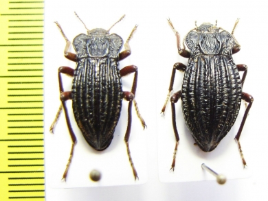 Callyntra multicostata, pair  Chile - INSECTS-STORE.RU