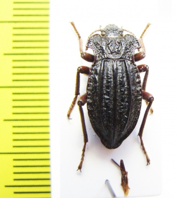 Callyntra paulseni  Chile - INSECTS-STORE.RU