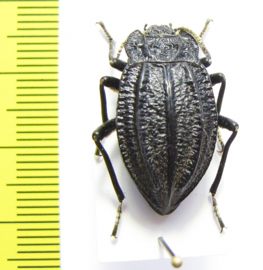 Callyntra penai  Chile - INSECTS-STORE.RU