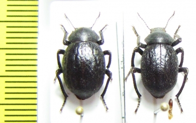 Entomochilus sp., pair  Chile - INSECTS-STORE.RU