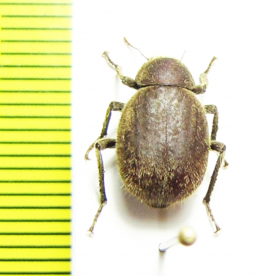 Entomochilus tomentosus  Chile - INSECTS-STORE.RU