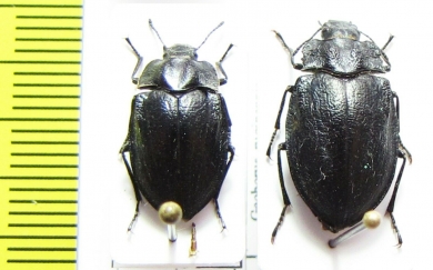 Geoborus rugipennis, pair  Chile - INSECTS-STORE.RU