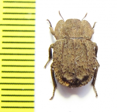 Gyrasida franciscae  Chile - INSECTS-STORE.RU