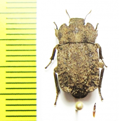 Gyrasida tomasi  Chile - INSECTS-STORE.RU