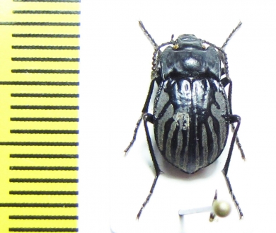 Gyriosomus amabilis  Chile - INSECTS-STORE.RU