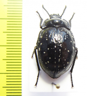 Gyriosomus curtisi  Chile - INSECTS-STORE.RU