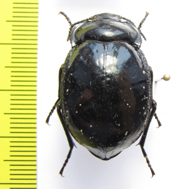 Gyriosomus foveopunctatus  Chile - INSECTS-STORE.RU