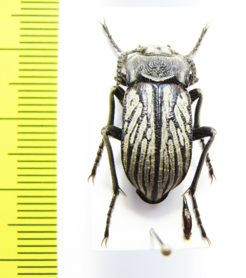 Gyriosomus gebieni  Chile - INSECTS-STORE.RU