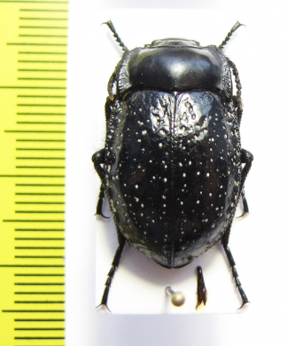 Gyriosomus granocostatus  Chile - INSECTS-STORE.RU