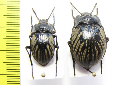 Gyriosomus kingi, pair  Chile - INSECTS-STORE.RU