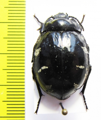 Gyriosomus marmoratus  Chile - INSECTS-STORE.RU