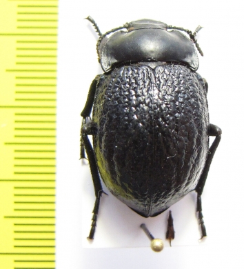 Gyriosomus paulseni  Chile - INSECTS-STORE.RU