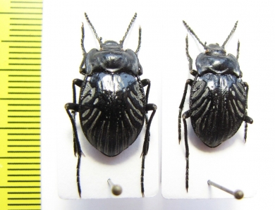 Gyriosomus subrugatus  Chile - INSECTS-STORE.RU