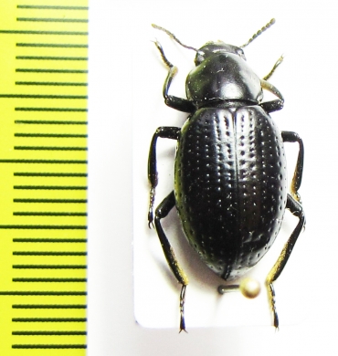 Heliofugus impressus  Chile - INSECTS-STORE.RU