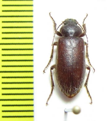 Hypselops oblonga  Chile - INSECTS-STORE.RU