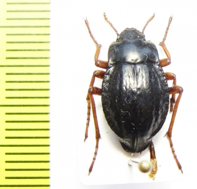 Nyctelia crassecostata  Chile - INSECTS-STORE.RU