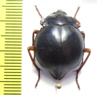 Nyctelia fitzroyi  Chile - INSECTS-STORE.RU