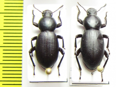 Nycterinus substriatus  Chile - INSECTS-STORE.RU