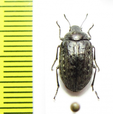 Nyctopetus rengoensis  Chile - INSECTS-STORE.RU