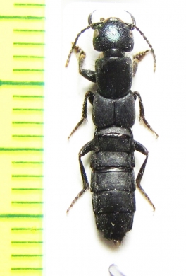 Staphylinidae sp.  Abkhazia - INSECTS-STORE.RU