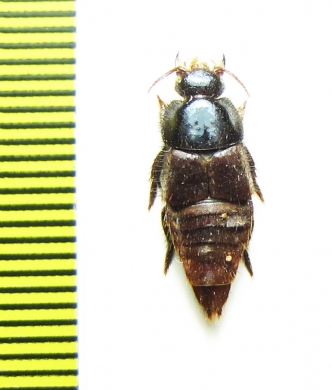 Staphylinidae sp.  Brasilia - INSECTS-STORE.RU