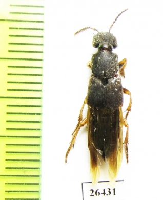 Staphylinidae sp.  Honduras - INSECTS-STORE.RU