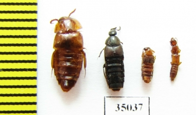 Staphylinidae sp.  Laos - INSECTS-STORE.RU