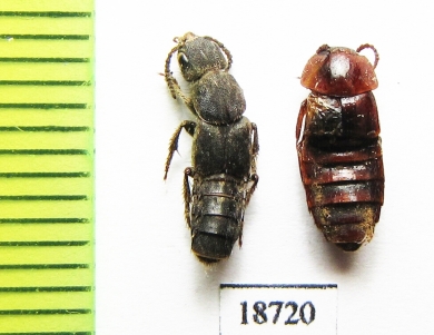 Staphylinidae sp.  Laos - INSECTS-STORE.RU